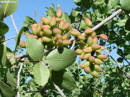 Користь фісташок: чому варто їсти ці горіхи 