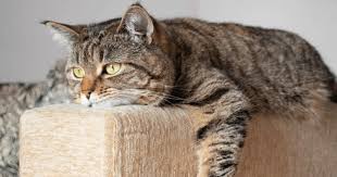 Як вибрати ідеальне ім’я для кішки — прості поради, які працюють