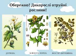 Отруйні рослини України: як розпізнати небезпеку в природі
