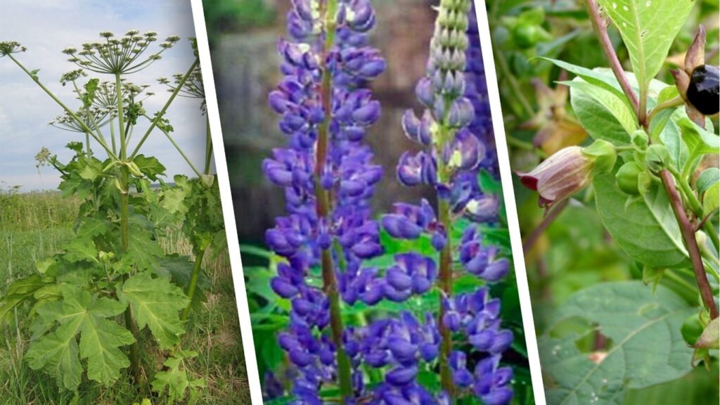 Отруйні рослини України: як розпізнати небезпеку в природі