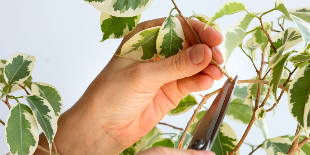 Як зробити фікус частиною вашого інтер’єру