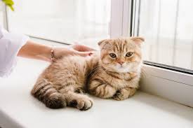 Как выбрать идеальное имя для кошки — простые рабочие советы