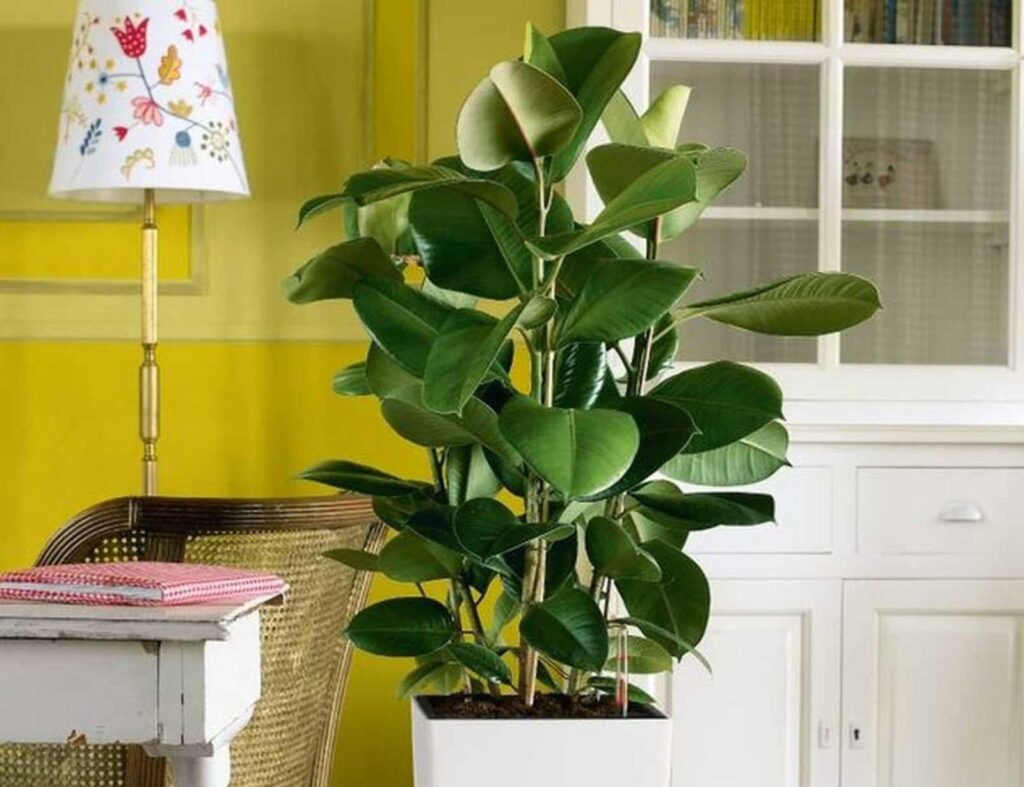 Как сделать фикус частью вашего интерьера